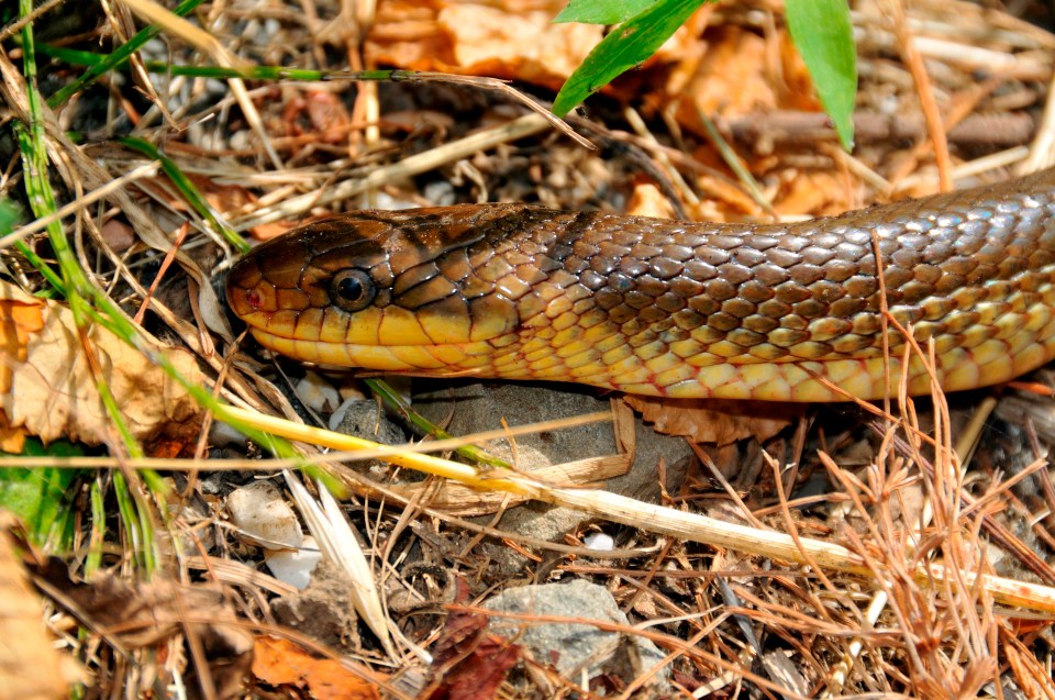 Aesculapian snake in leaf litter.