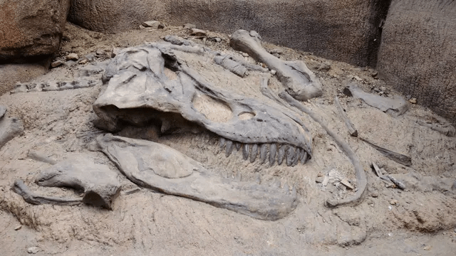 Fossil of a megaraptor skull and other bones.