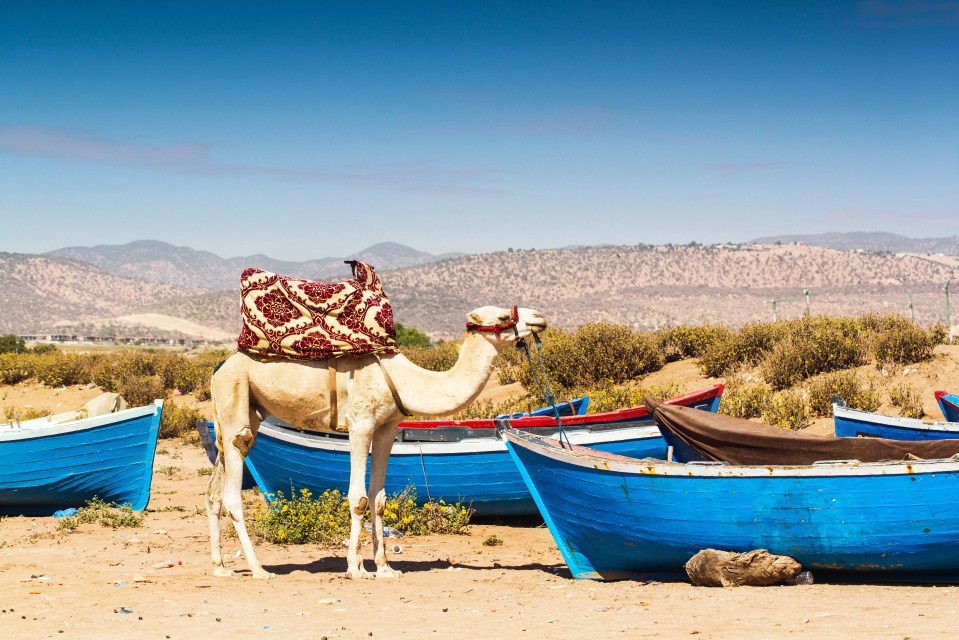 Camel standing near blue fishing boats.