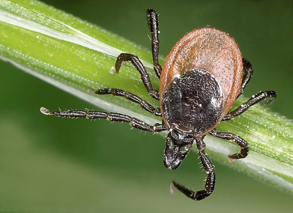 Close-up of a tick on a blade of grass.