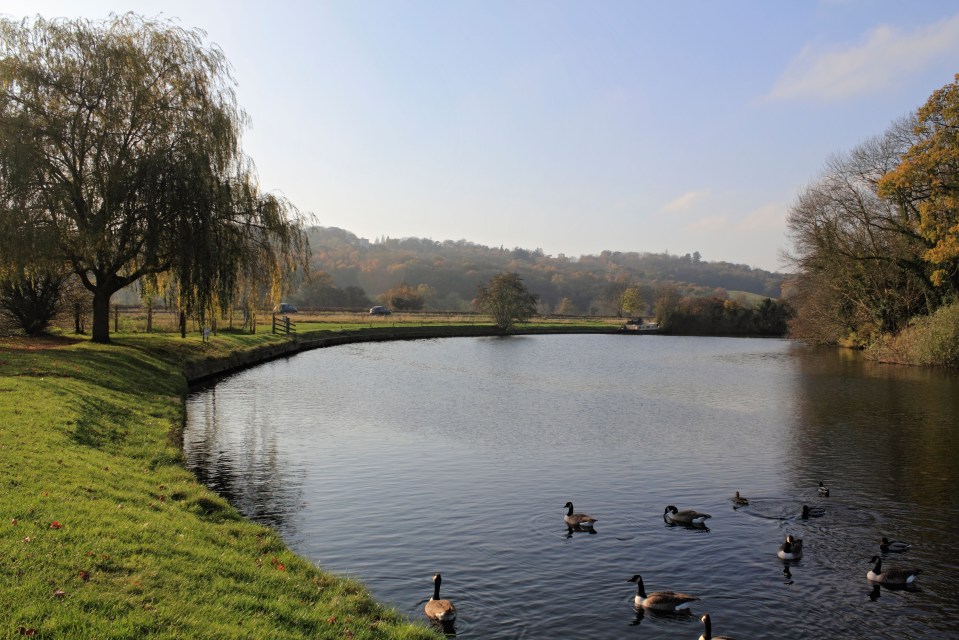 Geese on the River Thames at Runnymede, England.