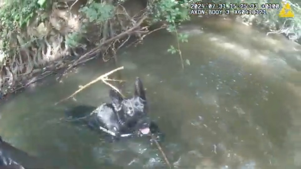 Police dog in a river.