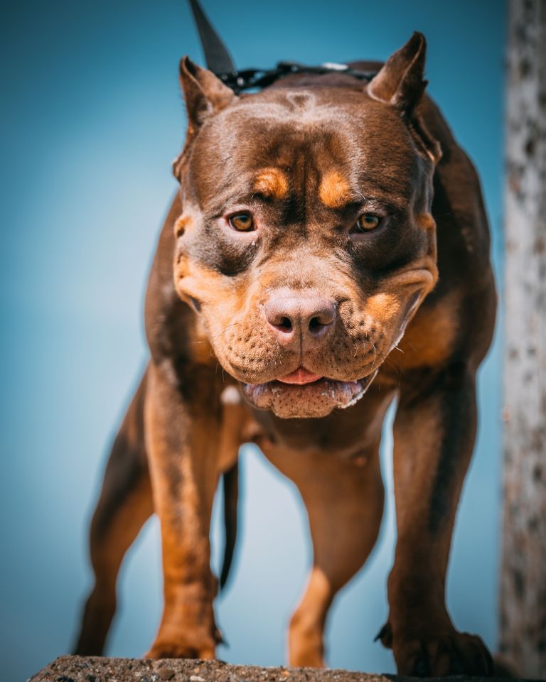 Close-up of a brown American Bully XL dog on a leash.