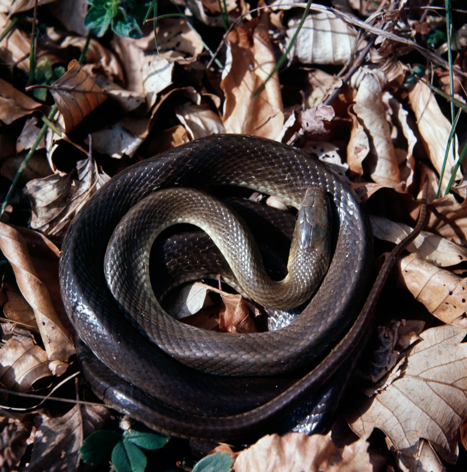 Aesculapian snake coiled on the forest floor.