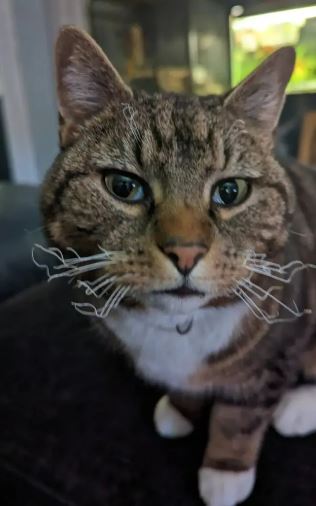 Close-up of Suki, the cat that survived a firework trap.