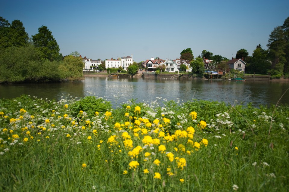 River Thames view with houses and wildflowers in the foreground.