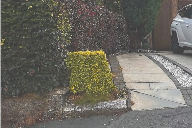 Photo of overgrown hedges and trees next to a driveway.