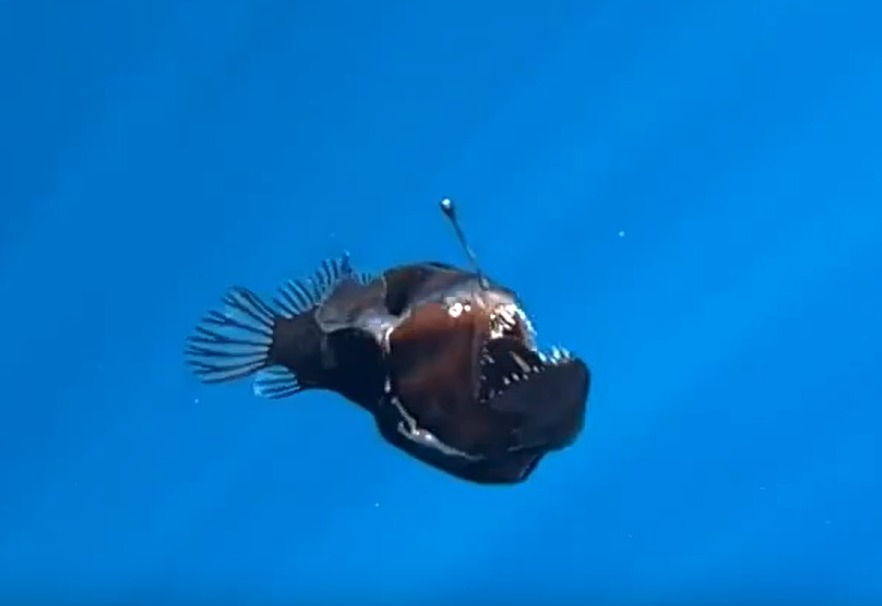 Devil fish swimming in blue water.