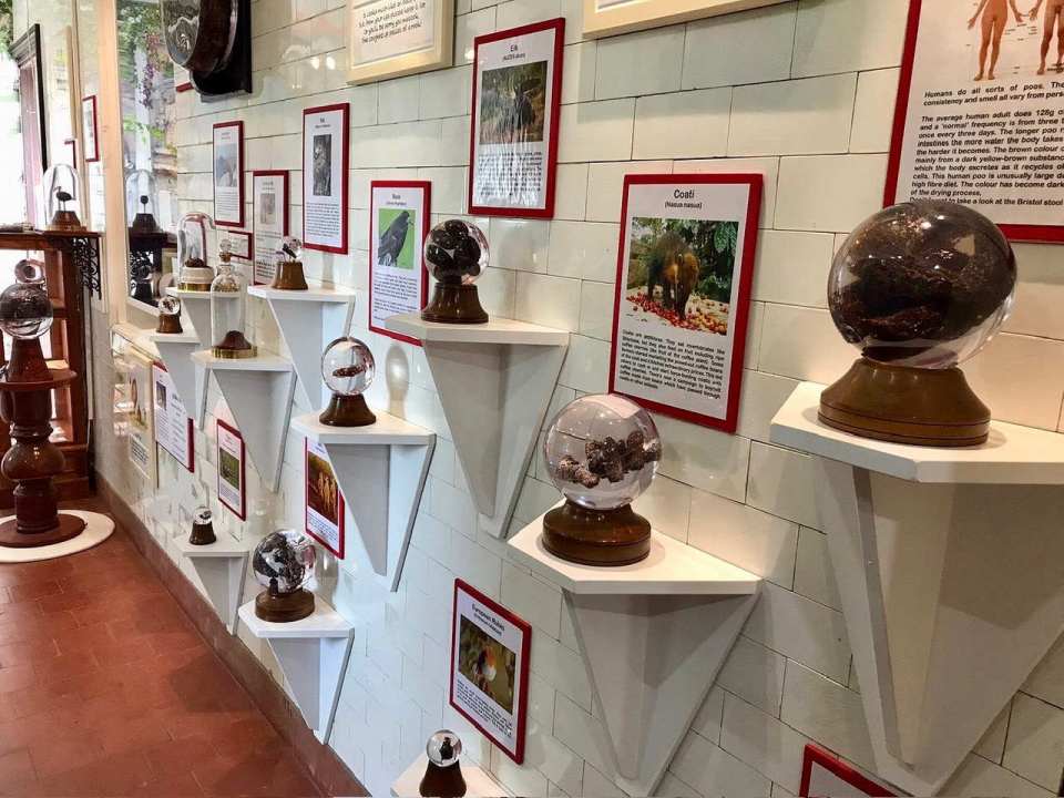 Poo museum exhibit with animal poo samples in glass domes on shelves.