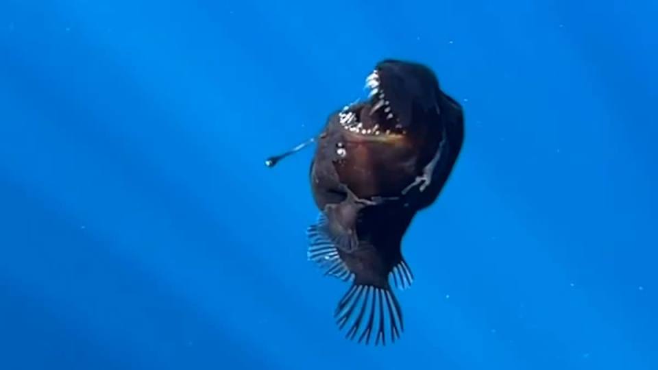 Devil fish filmed in deep water.