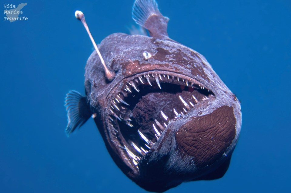 Close-up of a devilfish with large teeth.