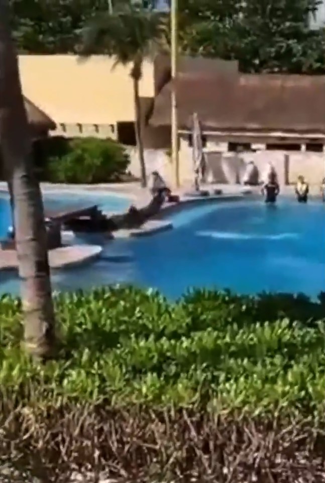 Dolphin falling from pool during a show.