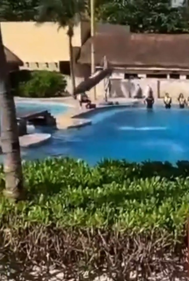 Dolphin falling out of pool during a show.