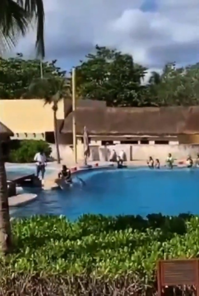 Dolphin falling out of pool during a show.