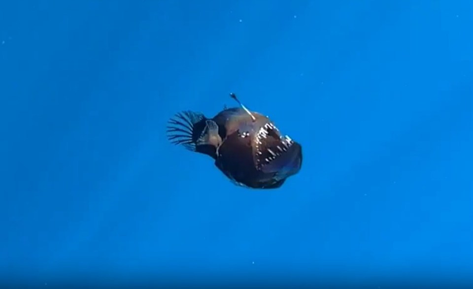 Devilfish swimming in blue water.