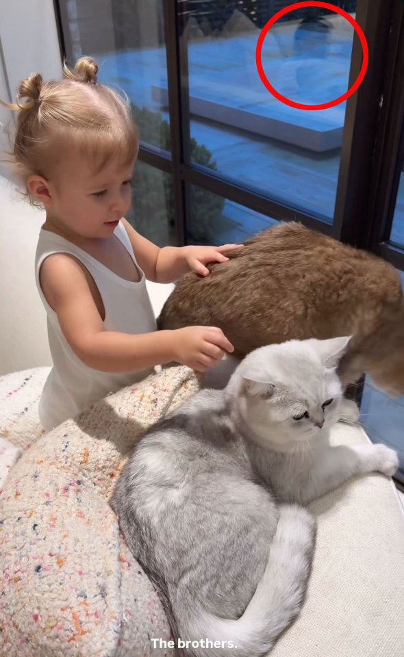 Toddler petting two cats.