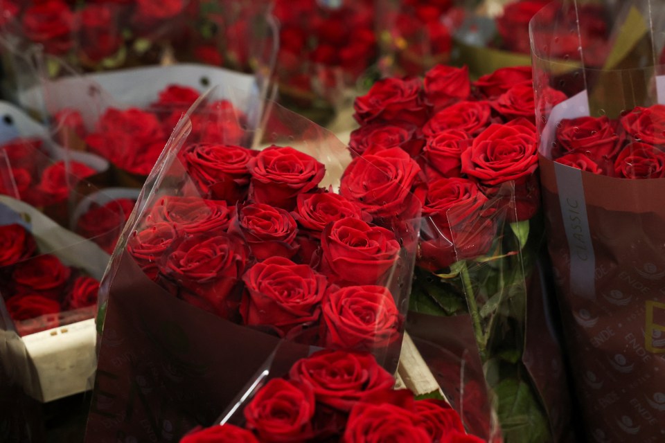 Many red roses in plastic wrap.