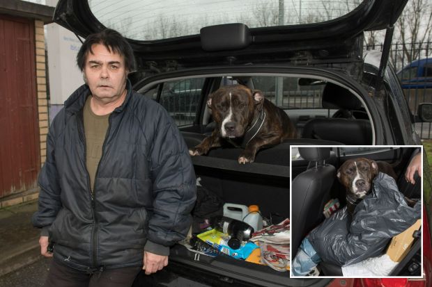 Collage of a man and his dog in the back of a car.