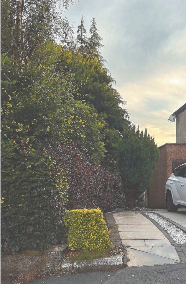 Photo of overgrown hedges and trees next to a driveway.