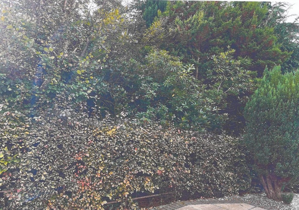 Photo of overgrown trees and shrubs.