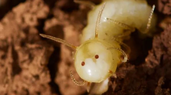 Rare fly maggot</p>
<x-embed href=