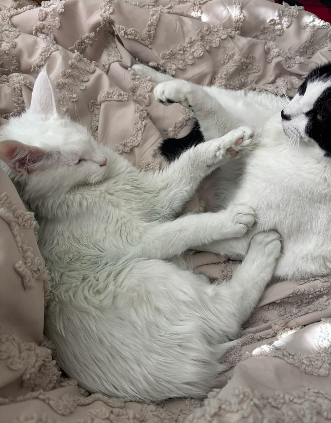 Two cats cuddling on a bed.