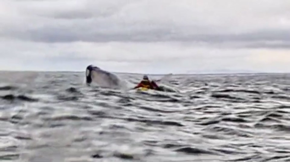 A humpback whale swallowing and then spitting out a kayaker unharmed.