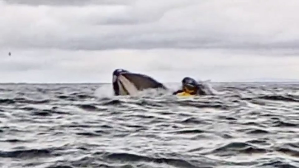 A humpback whale swallowing and then spitting out a man in a raft.