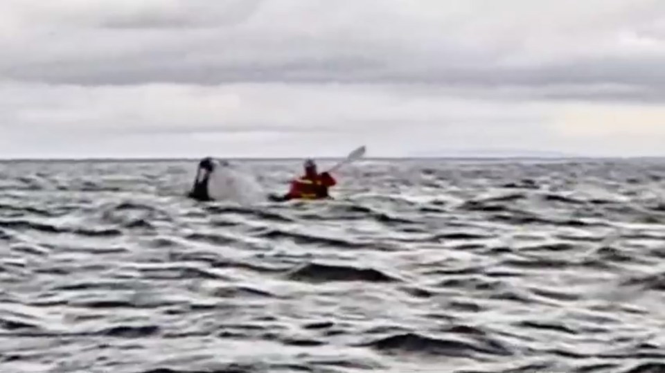 A whale swallowing and then spitting out a kayaker unharmed.