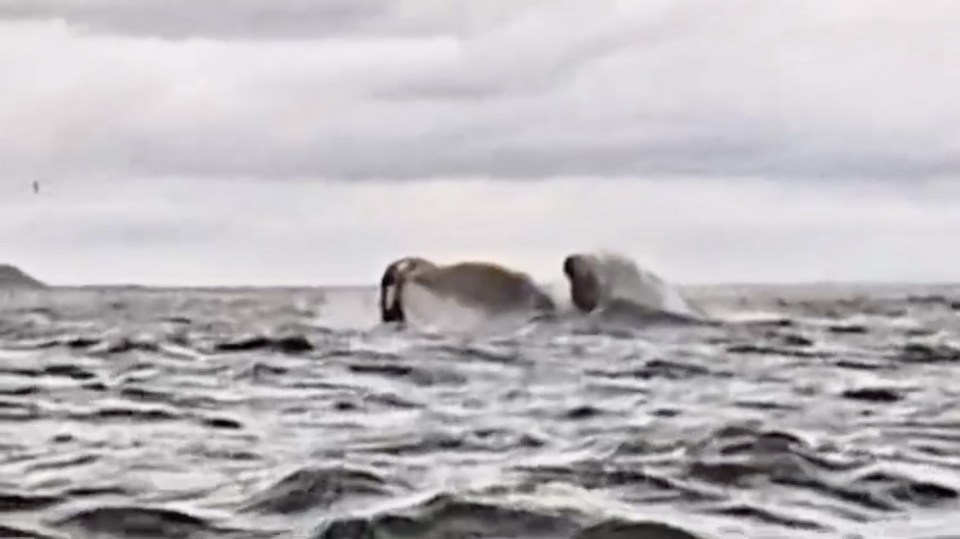 Video still of a humpback whale swallowing a man in the ocean, then spitting him out unharmed.