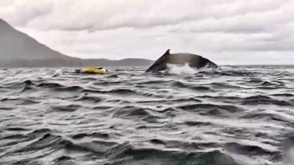 A humpback whale swallowing and then spitting out a man in a raft.