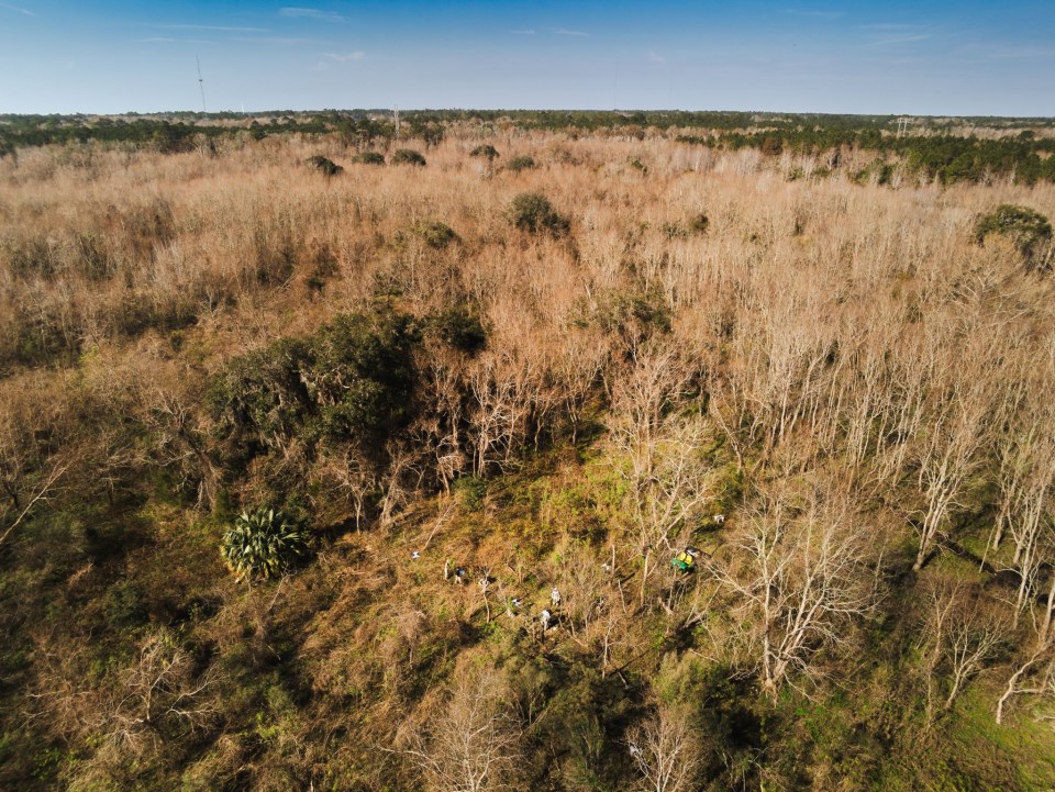 Aerial view of a search party in a wooded area.