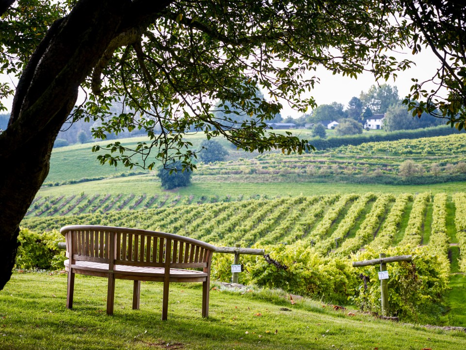 Wooden bench overlooking a vineyard.