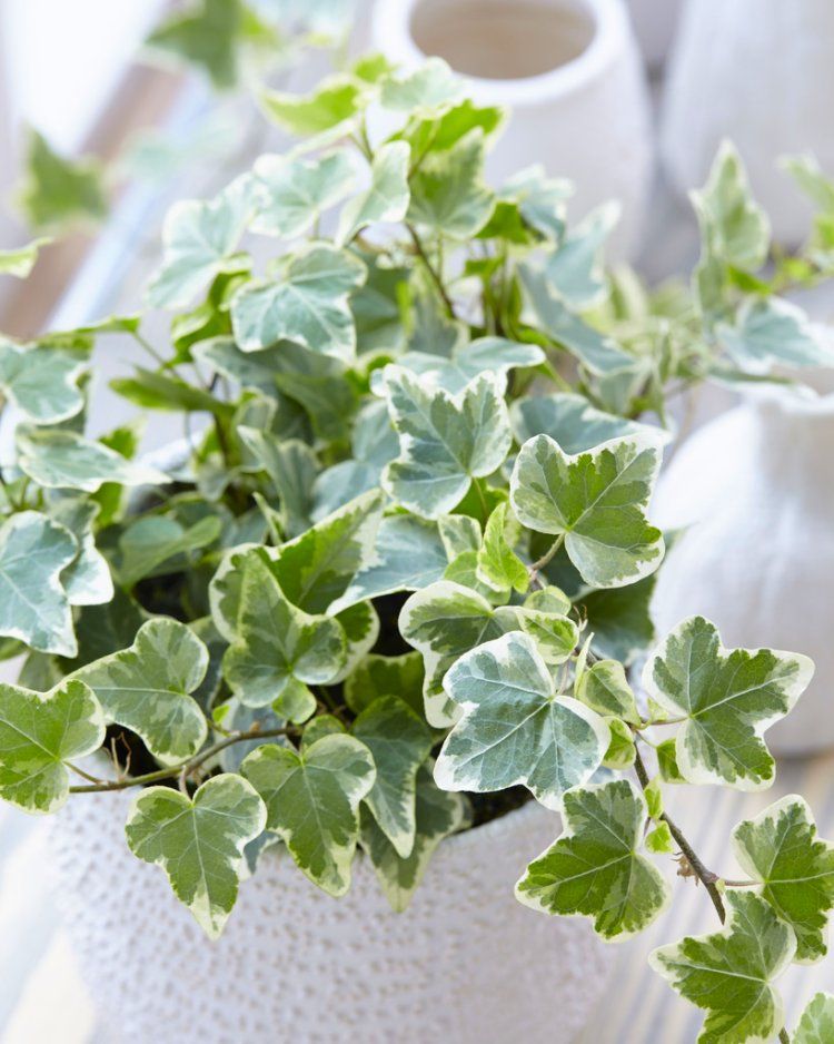 Variegated ivy in a white pot.