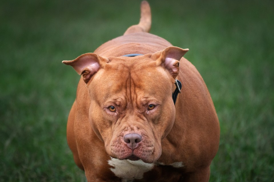 XL Bully dog on a leash in a field.