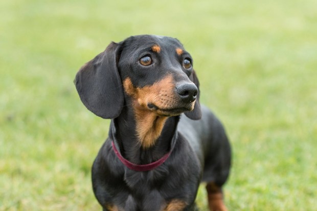 Miniature dachshund standing in grass.