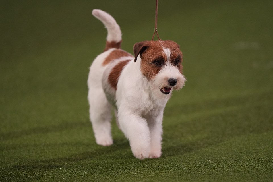 Miniature schnauzer at a dog show.