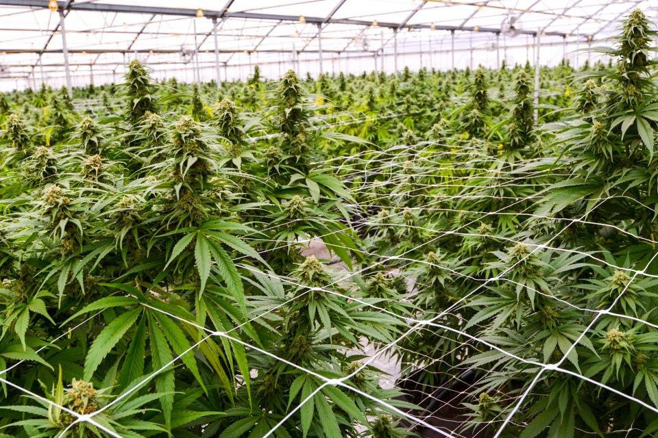 Marijuana plants growing in a greenhouse.