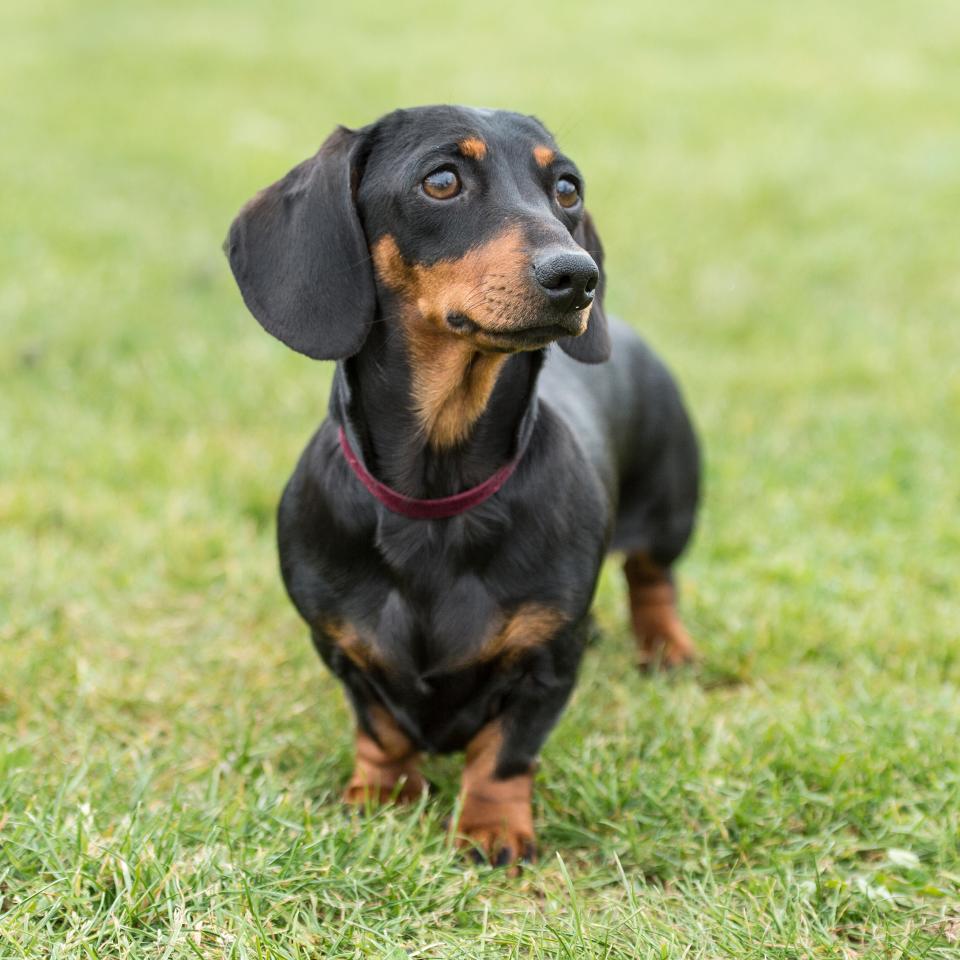 Miniature dachshund standing in grass.